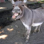 donkey