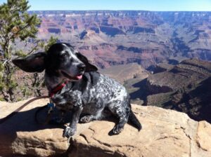 BJ Nemeth dog Rhapsody Grand Canyon