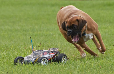 dog chasing car