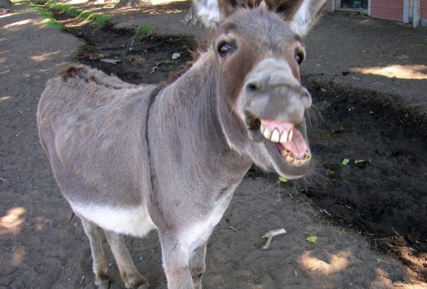 donkey