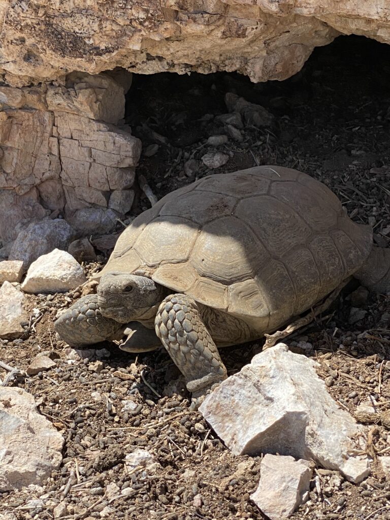 Desert Tortoise