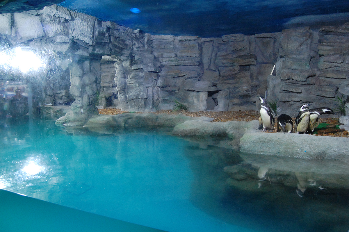 aquarium sao paulo