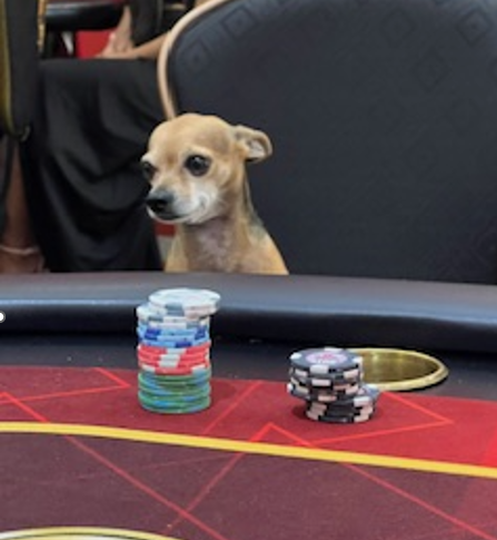Dog playing poker